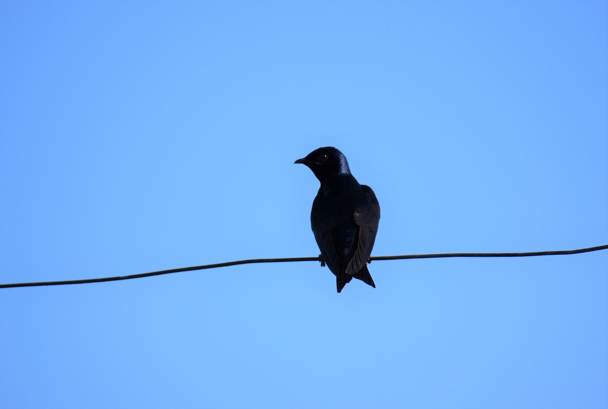 Purple Martin - Joshua K Pickering