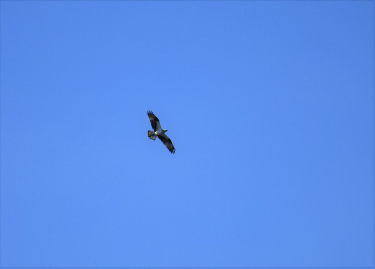 Águila Pescadora - ML346743031