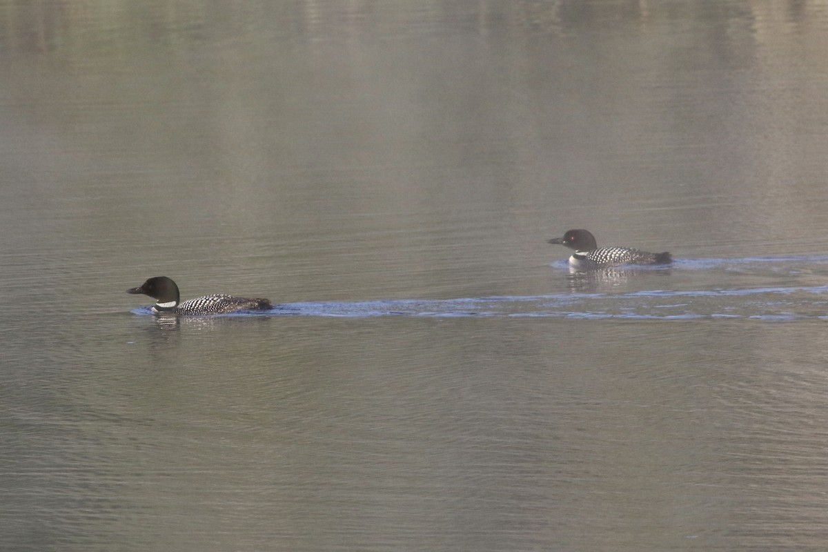 Common Loon - ML346743701