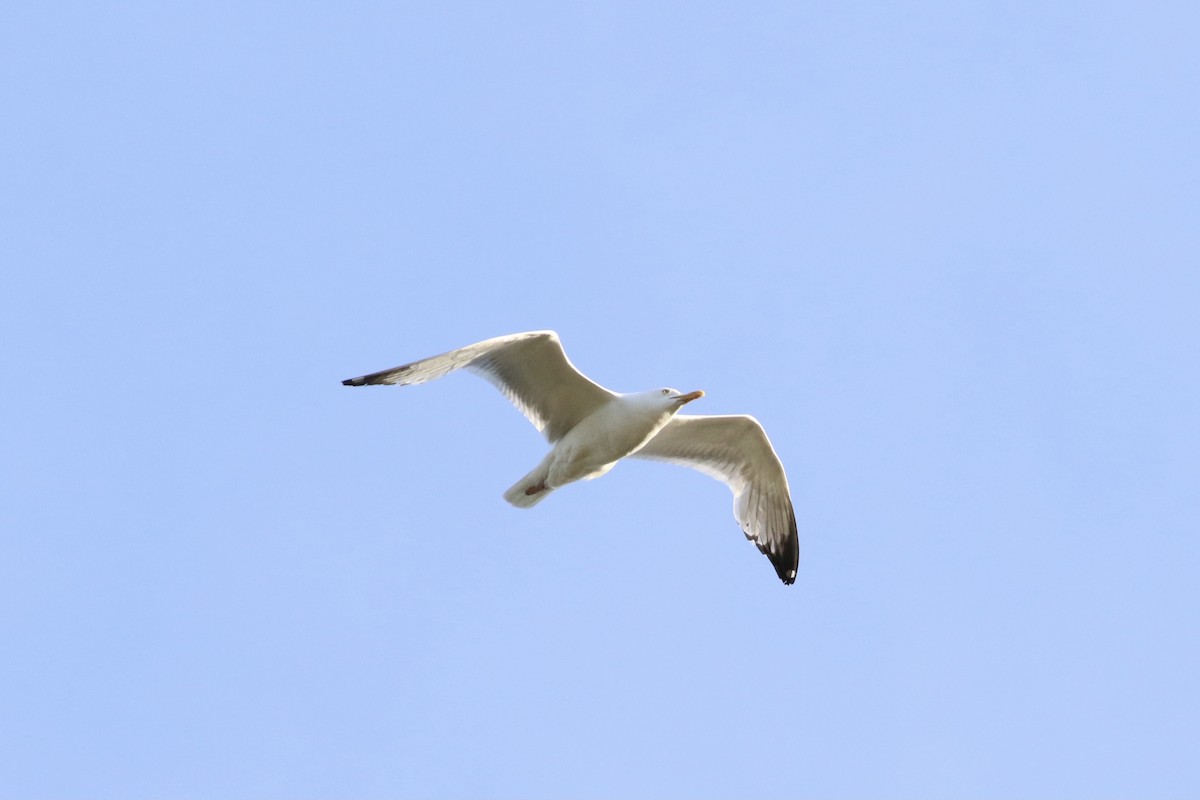 Herring Gull - ML346743731