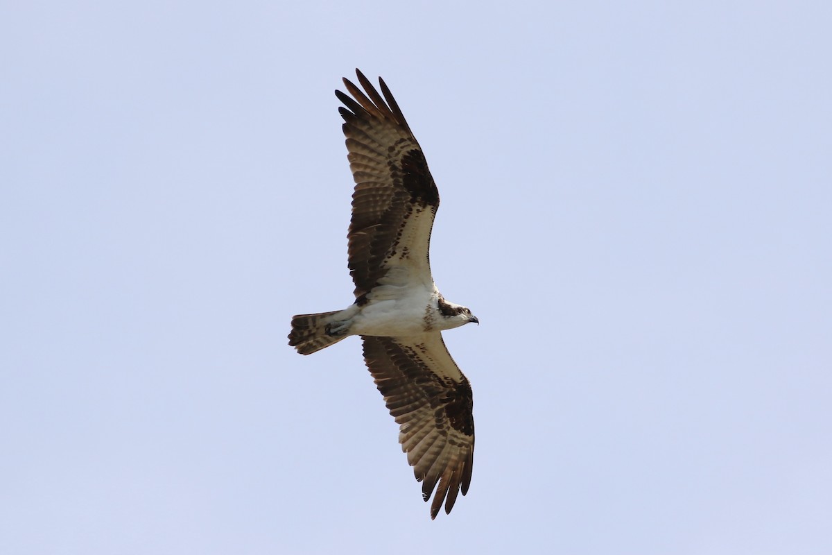 Osprey - ML346743891