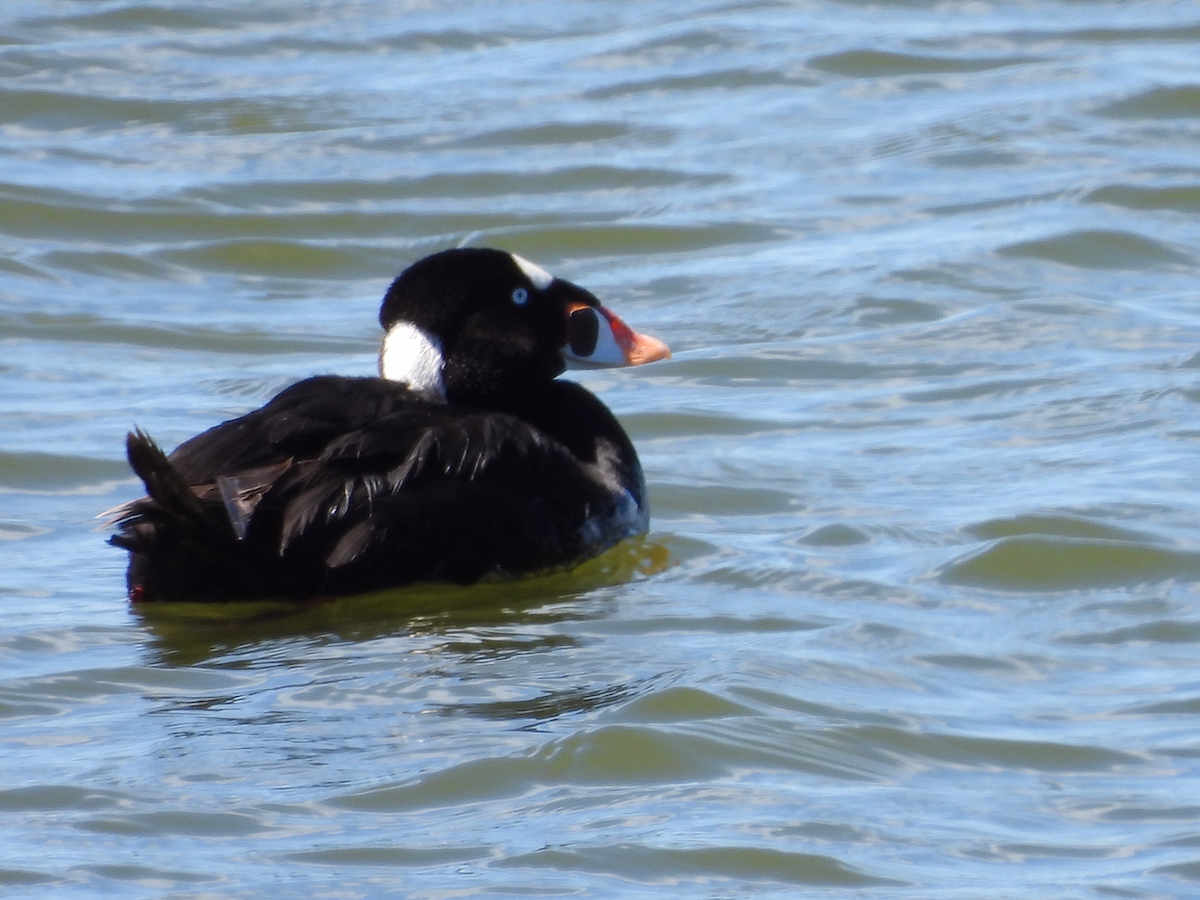 Surf Scoter - ML346744041