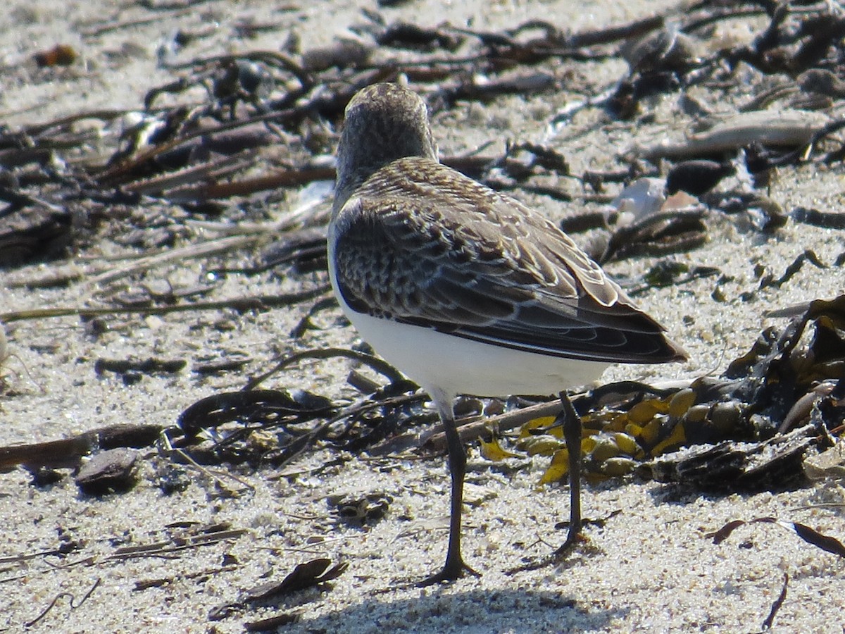 Semipalmated Sandpiper - ML34674461