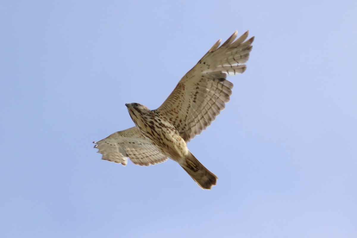 Broad-winged Hawk - Max Epstein