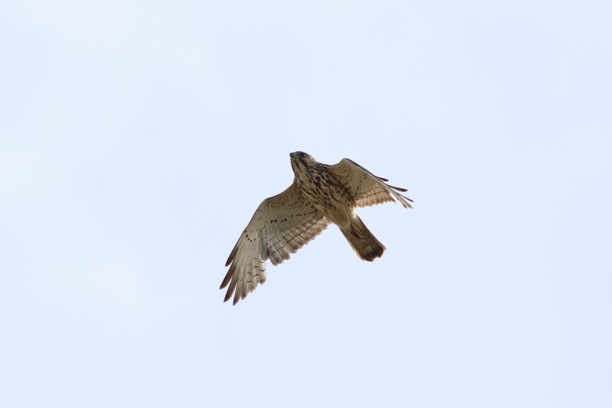 Broad-winged Hawk - ML346744911