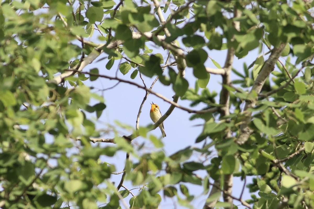 Blackburnian Warbler - ML346745101