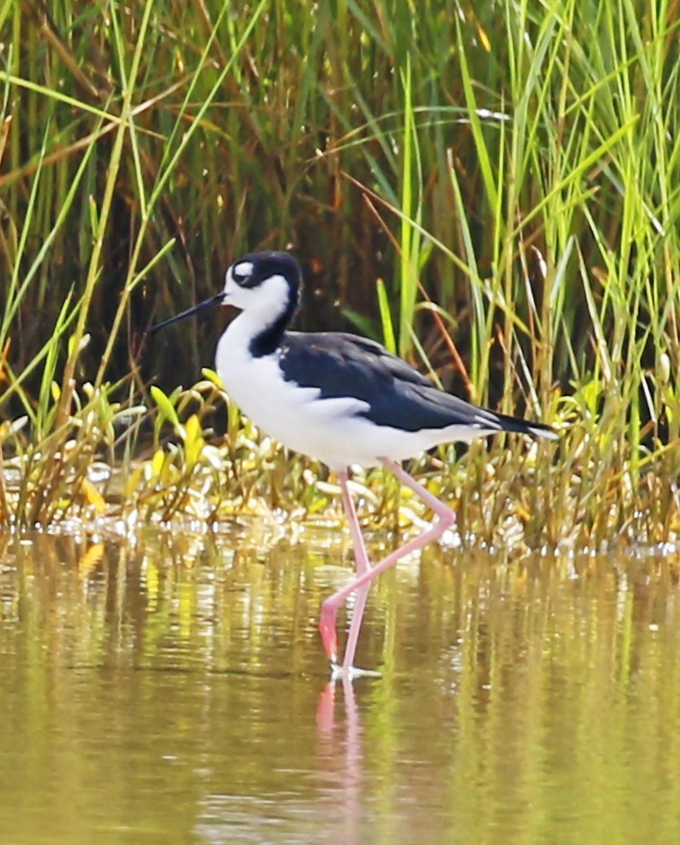 Schwarznacken-Stelzenläufer - ML34674531