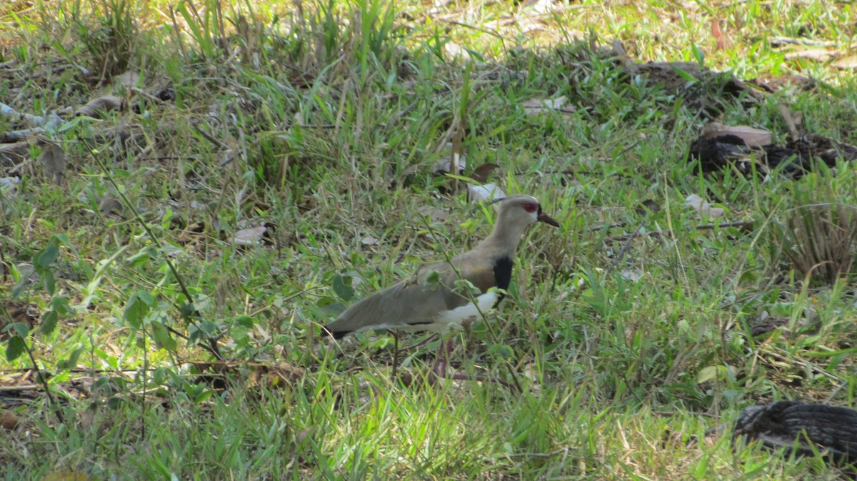 Southern Lapwing - Angie Nurien Duarte Moreno