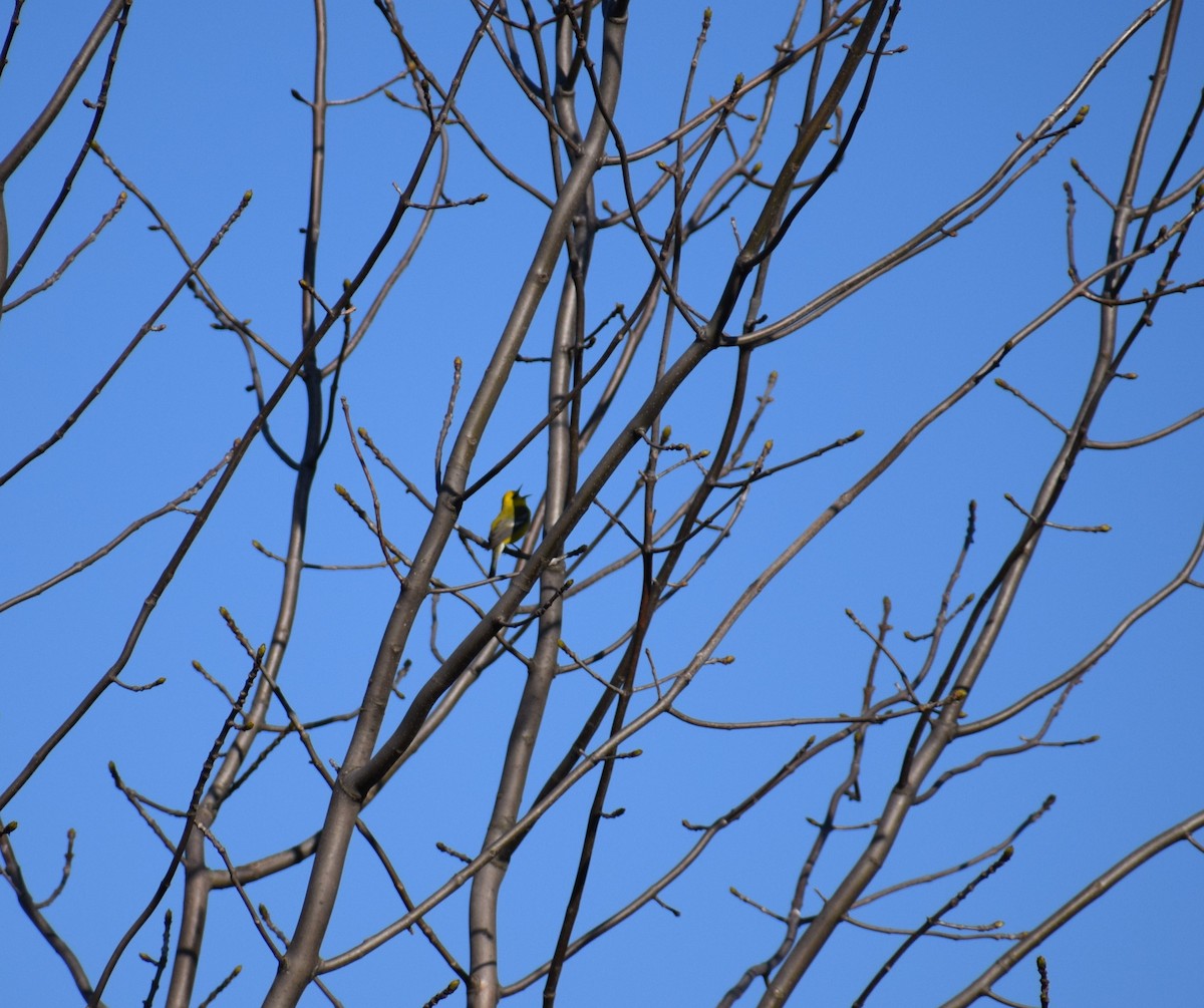 Blue-winged Warbler - Joshua K Pickering