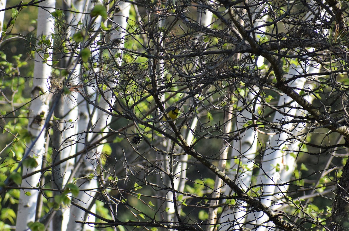 Canada Warbler - Joshua K Pickering