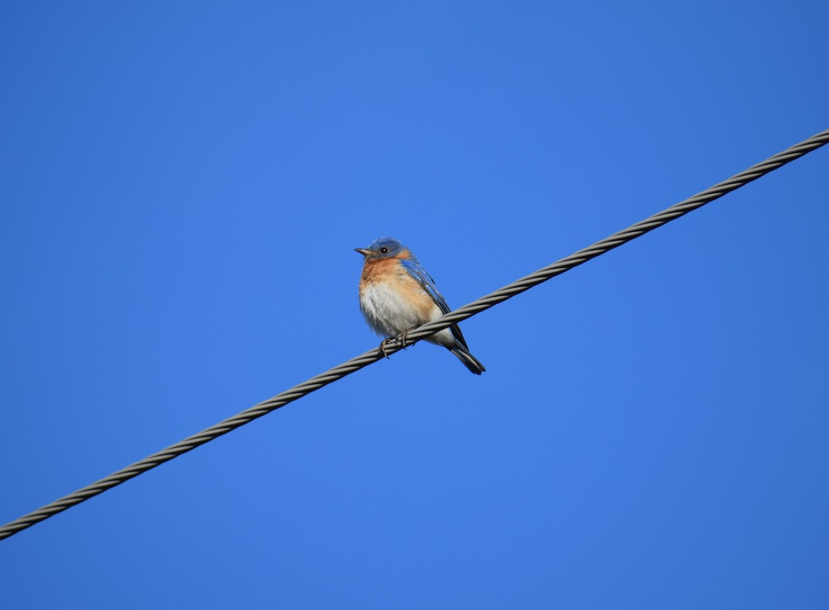 Eastern Bluebird - ML346747121