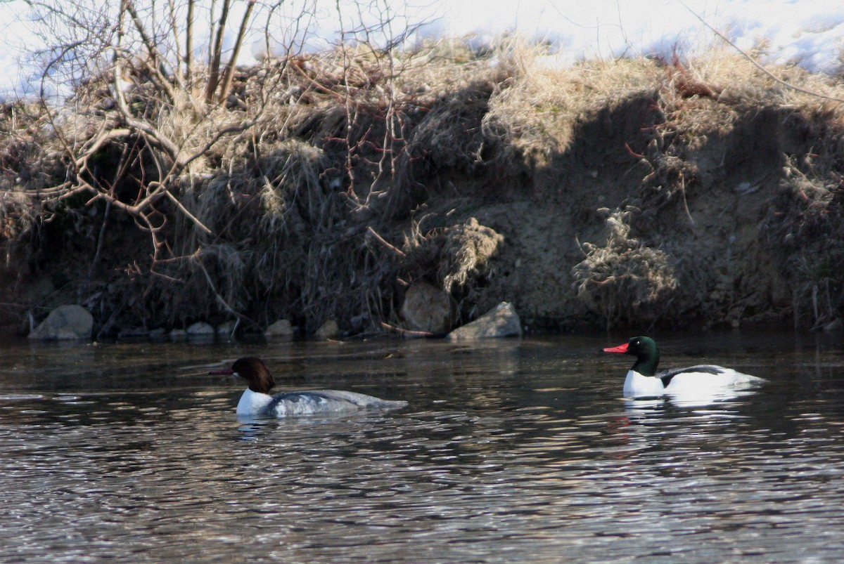 Common Merganser - ML346748411