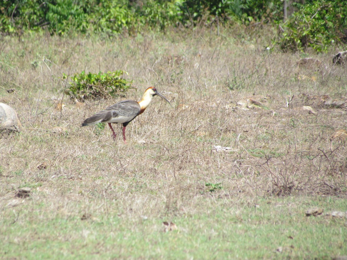 ibis bělokřídlý - ML346750861