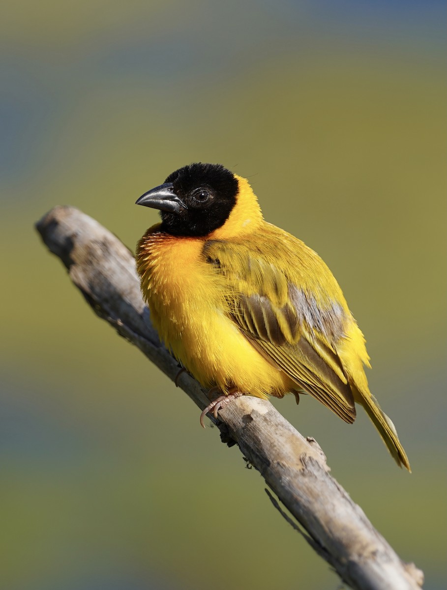 Black-headed Weaver - ML346751181