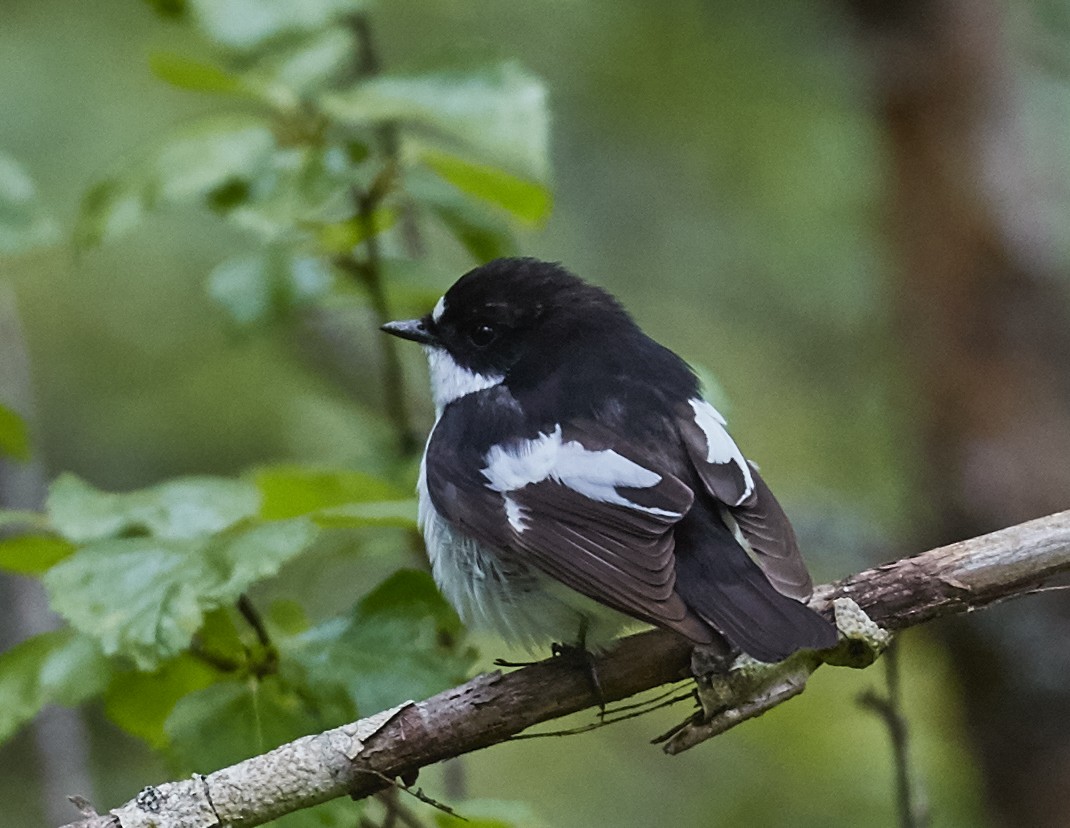 European Pied Flycatcher - ML34675141