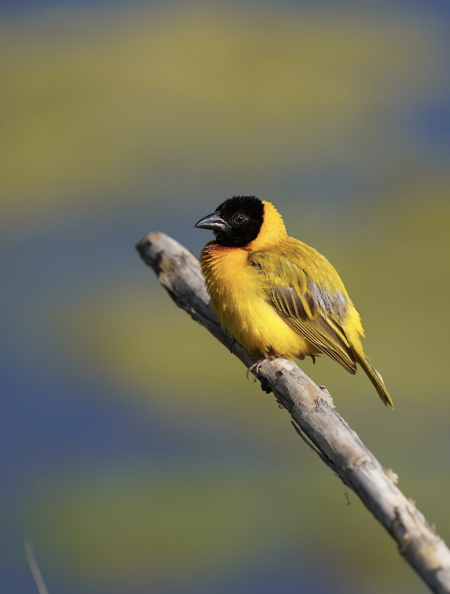 Black-headed Weaver - ML346751521