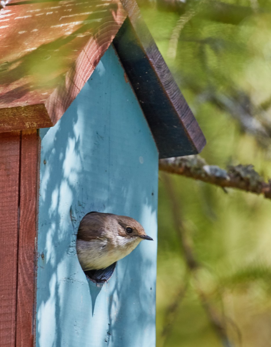 European Pied Flycatcher - ML34675381