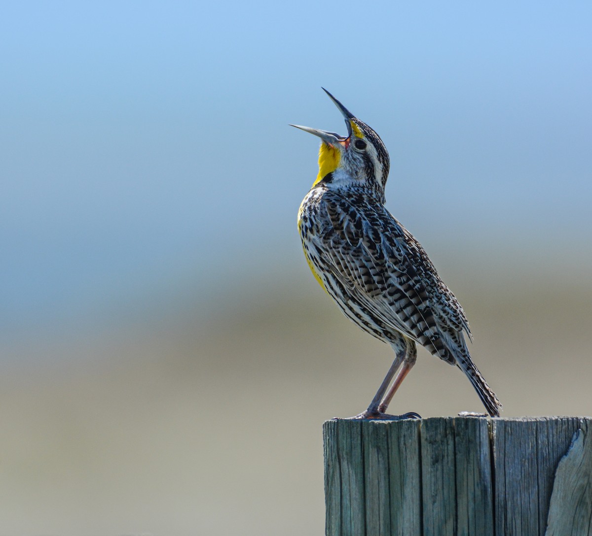 Western Meadowlark - ML346757731