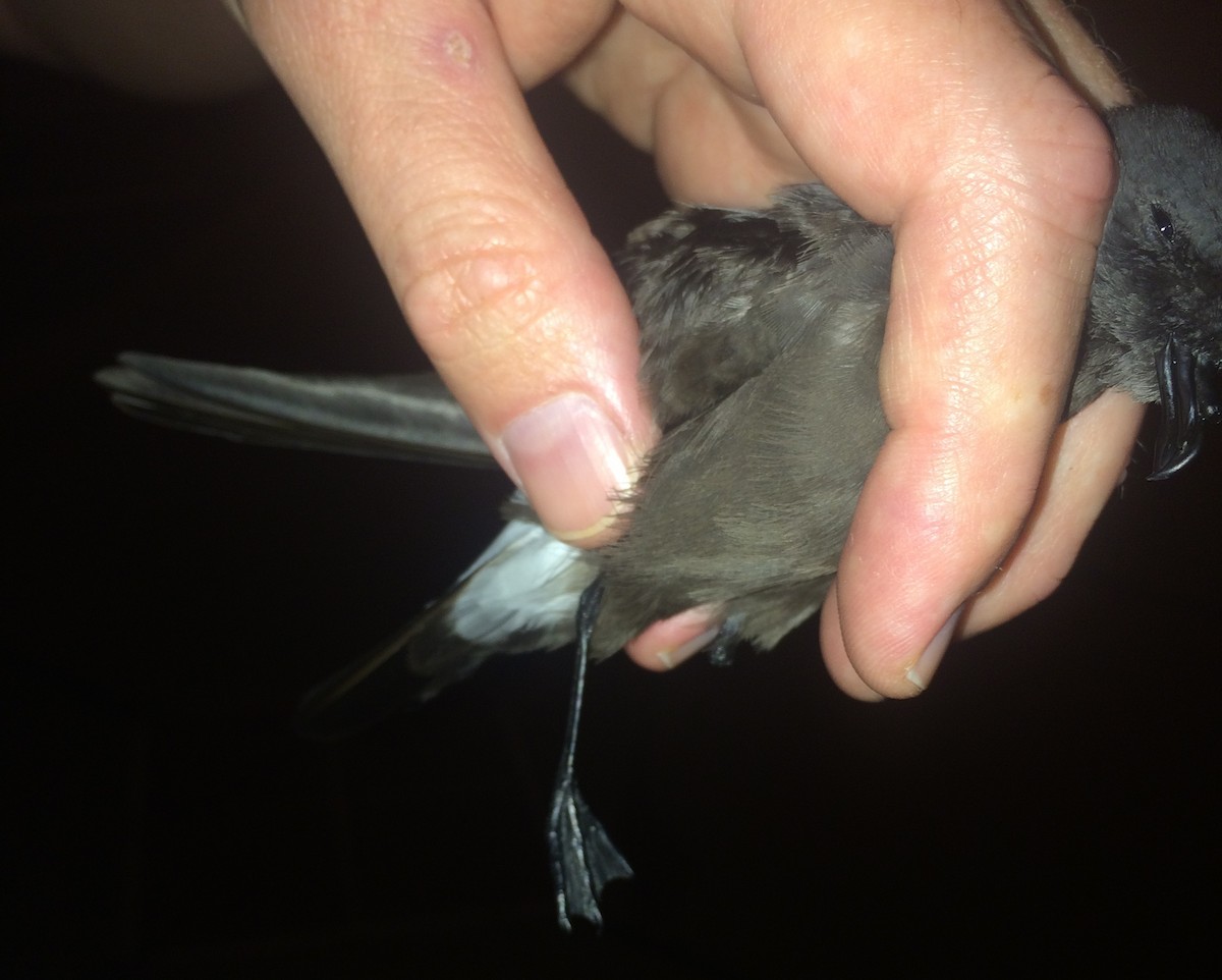 Wedge-rumped Storm-Petrel - Lauren Harter