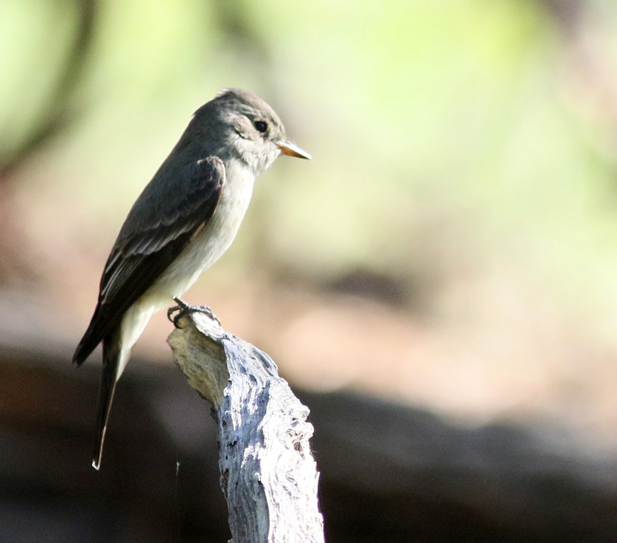 Western Wood-Pewee - Lorraine Lanning