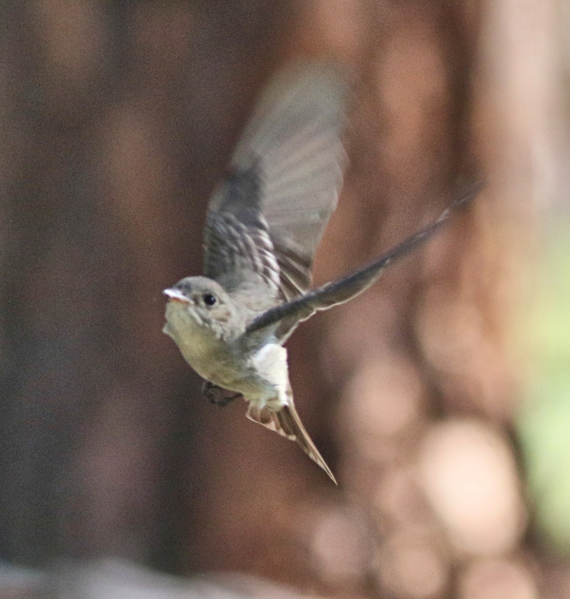 Western Wood-Pewee - Lorraine Lanning