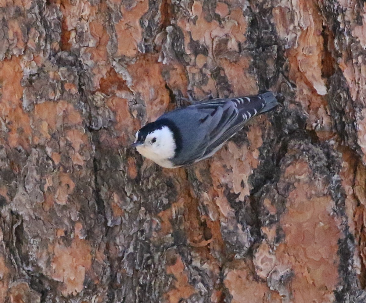 White-breasted Nuthatch - ML346761501