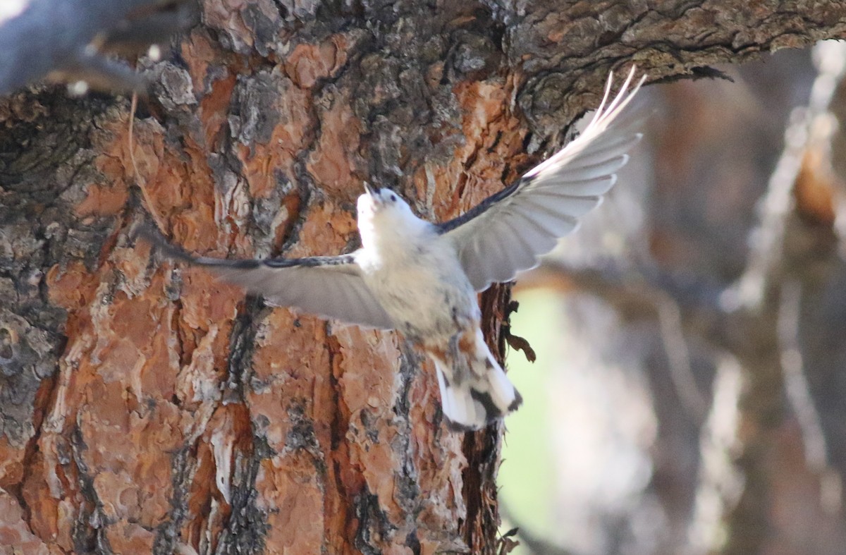 White-breasted Nuthatch - ML346761611