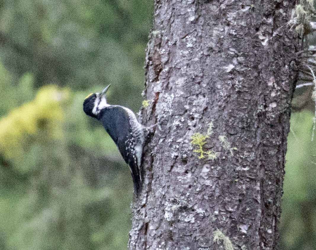 Black-backed Woodpecker - ML346761791