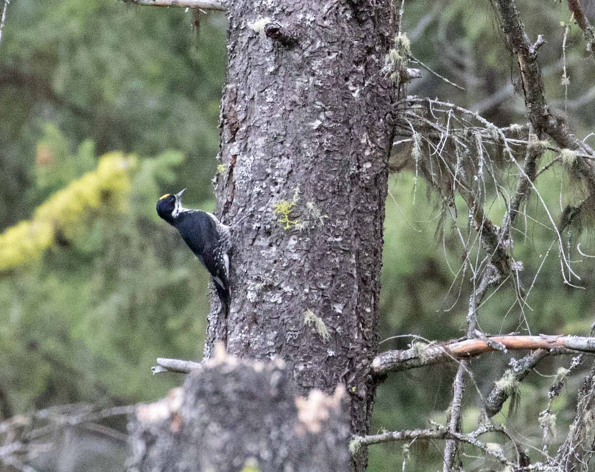 Black-backed Woodpecker - ML346761801