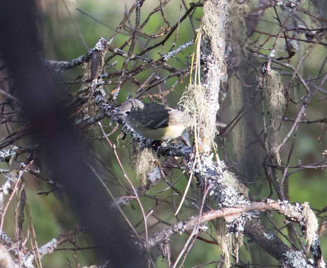 Cassin's Vireo - ML346761841