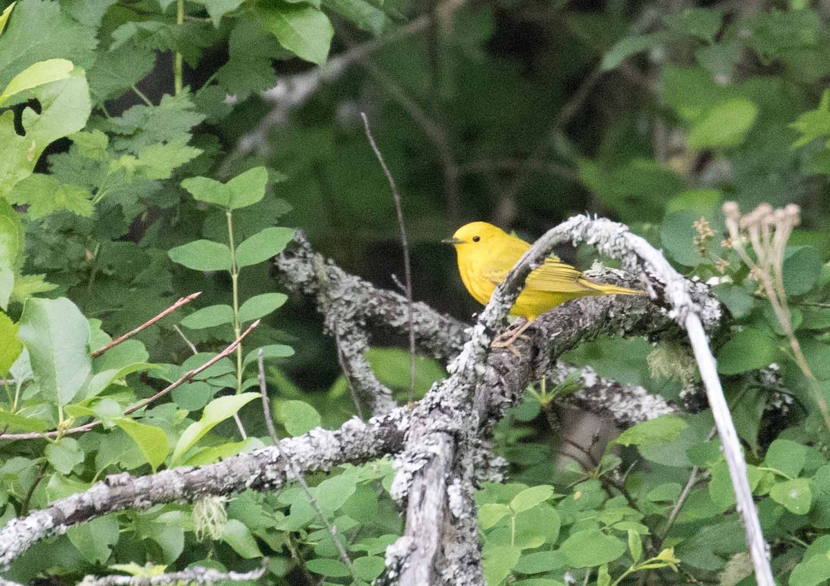 Yellow Warbler - ML346761901