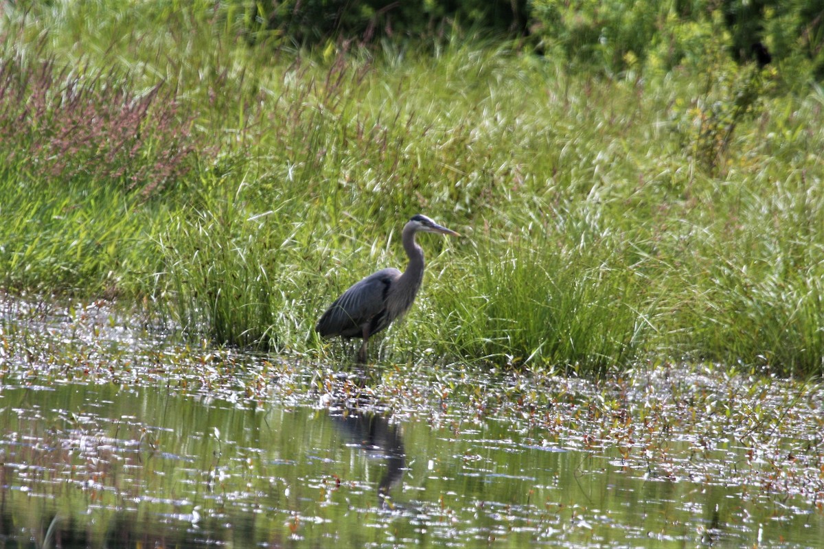 Great Blue Heron - ML346763561