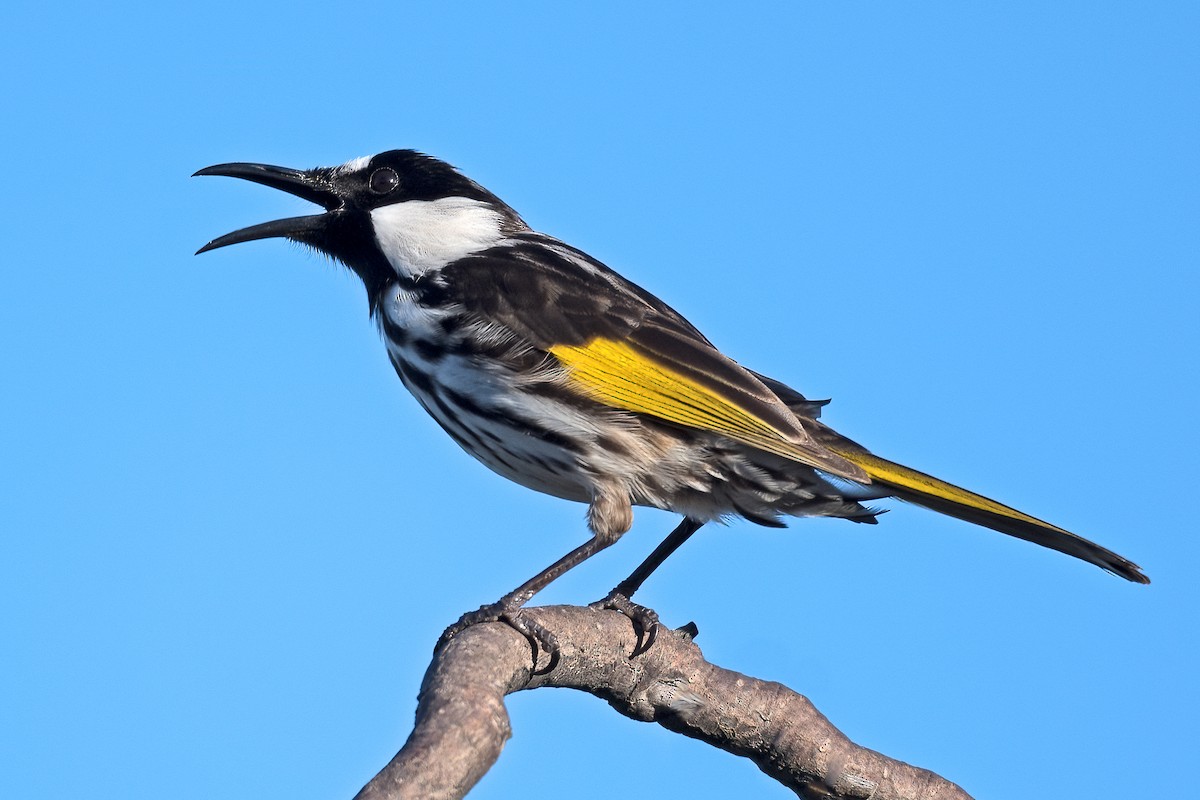 White-cheeked Honeyeater - Terence Alexander