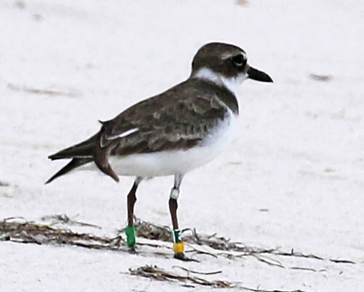 Wilson's Plover - ML34676441