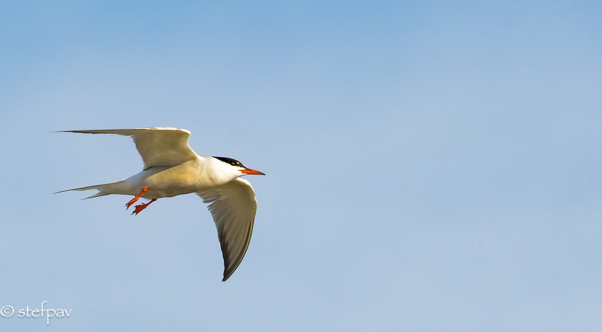 Common Tern - Stefanie Paventy