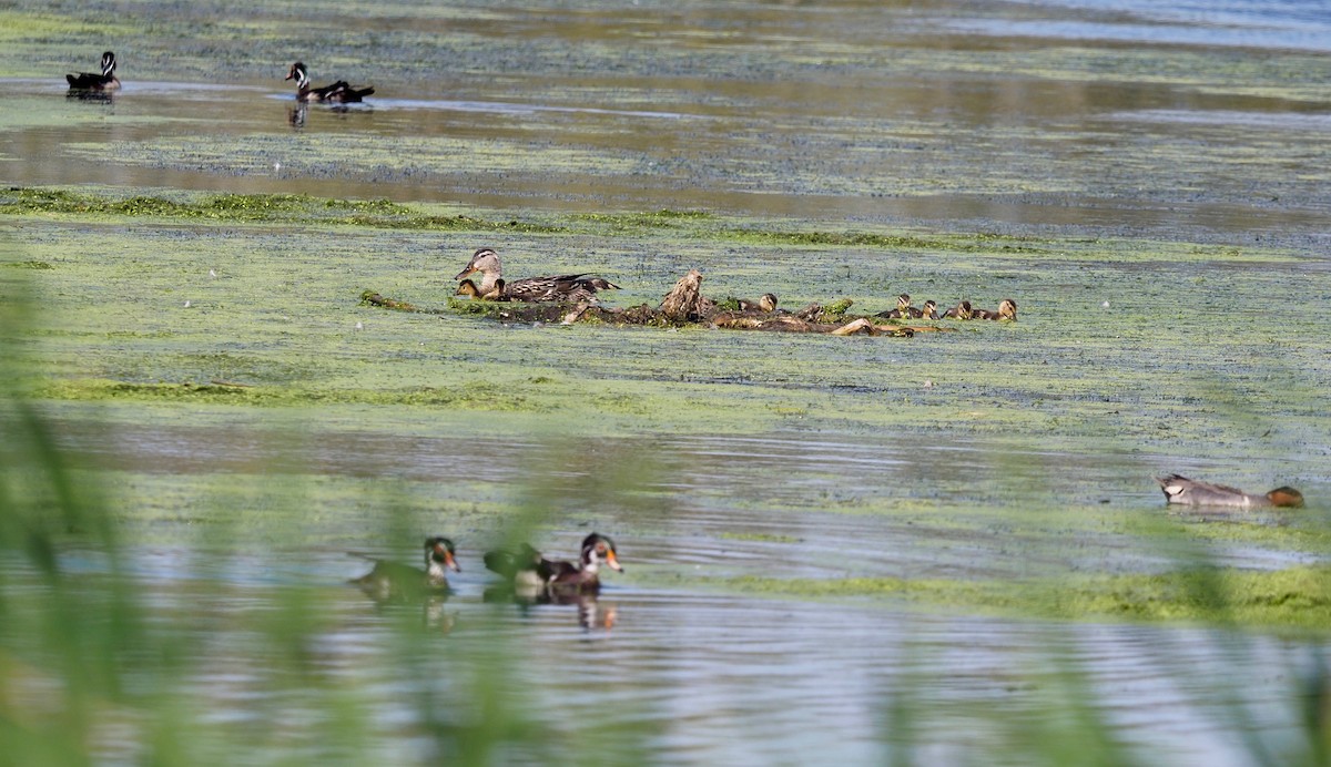 Wood Duck - Bruce Gates