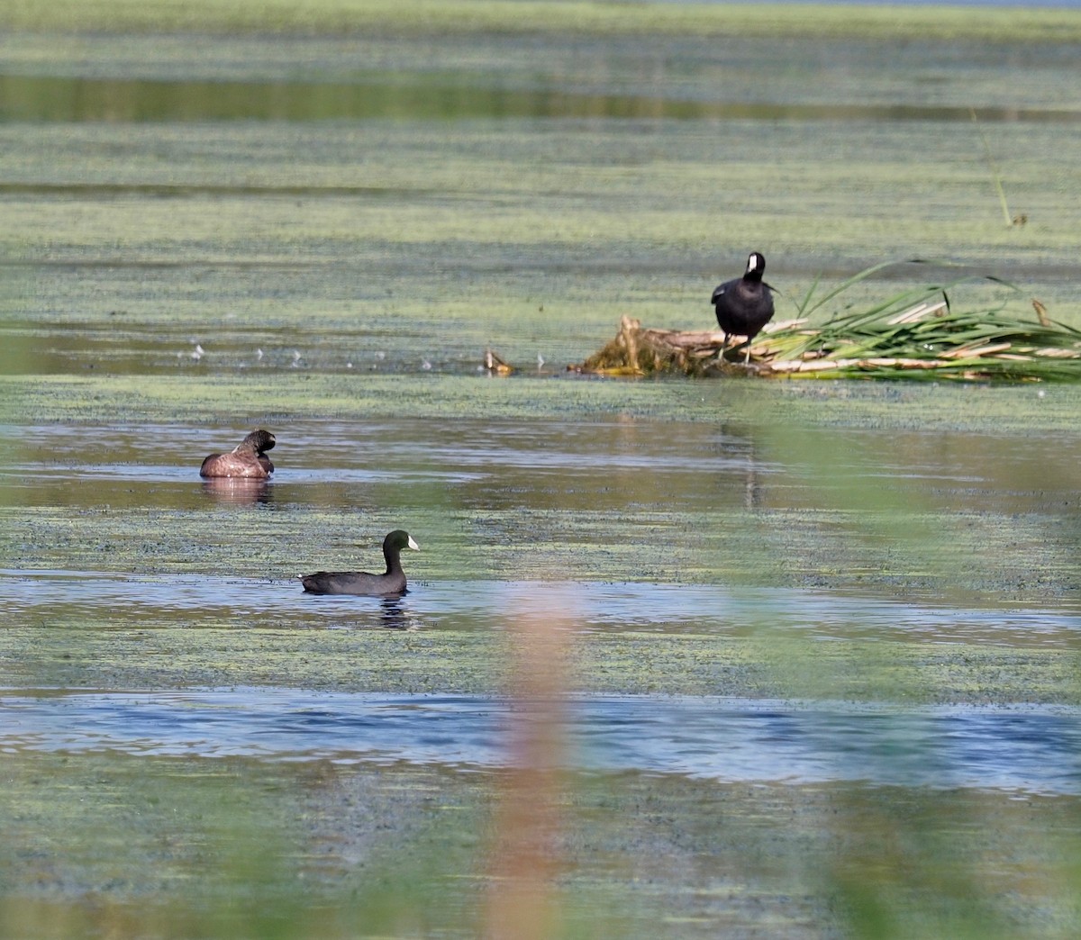 American Coot - Bruce Gates