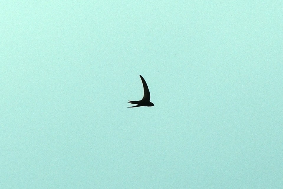 Common Swift - Blair Whyte