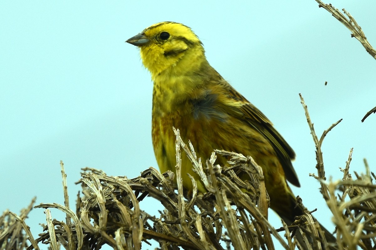 Алтан хөмрөг - ML346765451