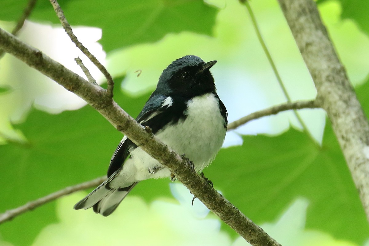 Black-throated Blue Warbler - ML346765461