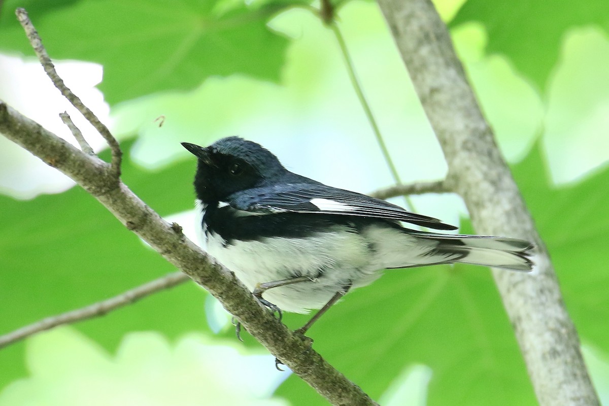 Black-throated Blue Warbler - ML346765471