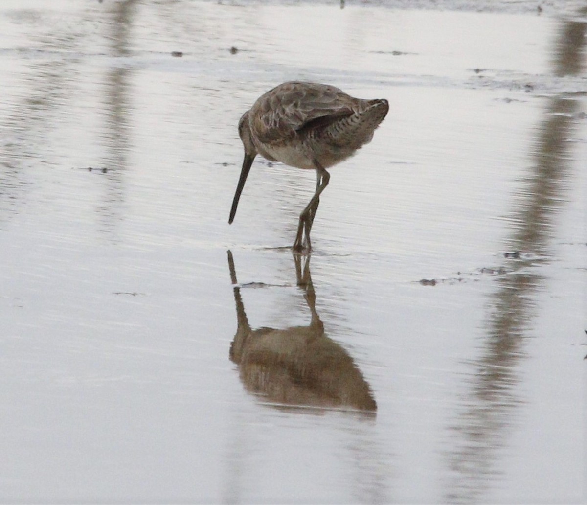 Short-billed/Long-billed Dowitcher - ML346766031