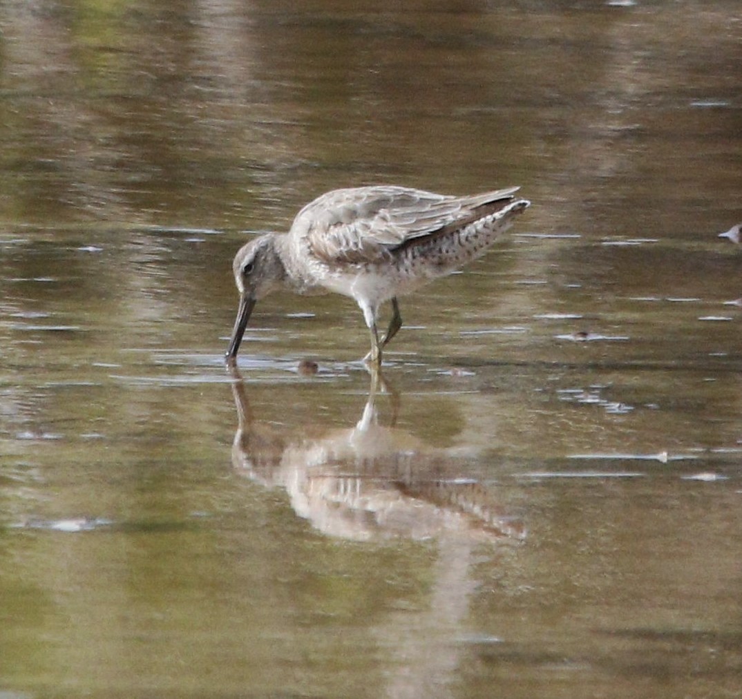 Short-billed/Long-billed Dowitcher - ML346766051