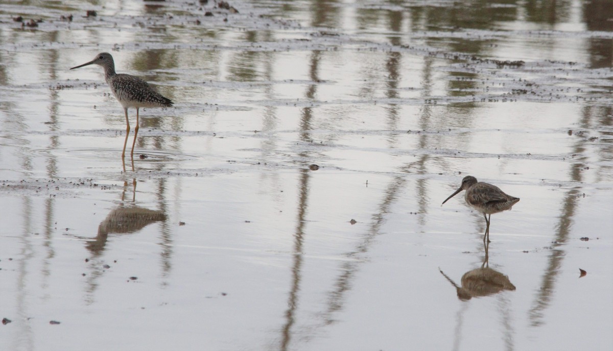 Short-billed/Long-billed Dowitcher - ML346766081