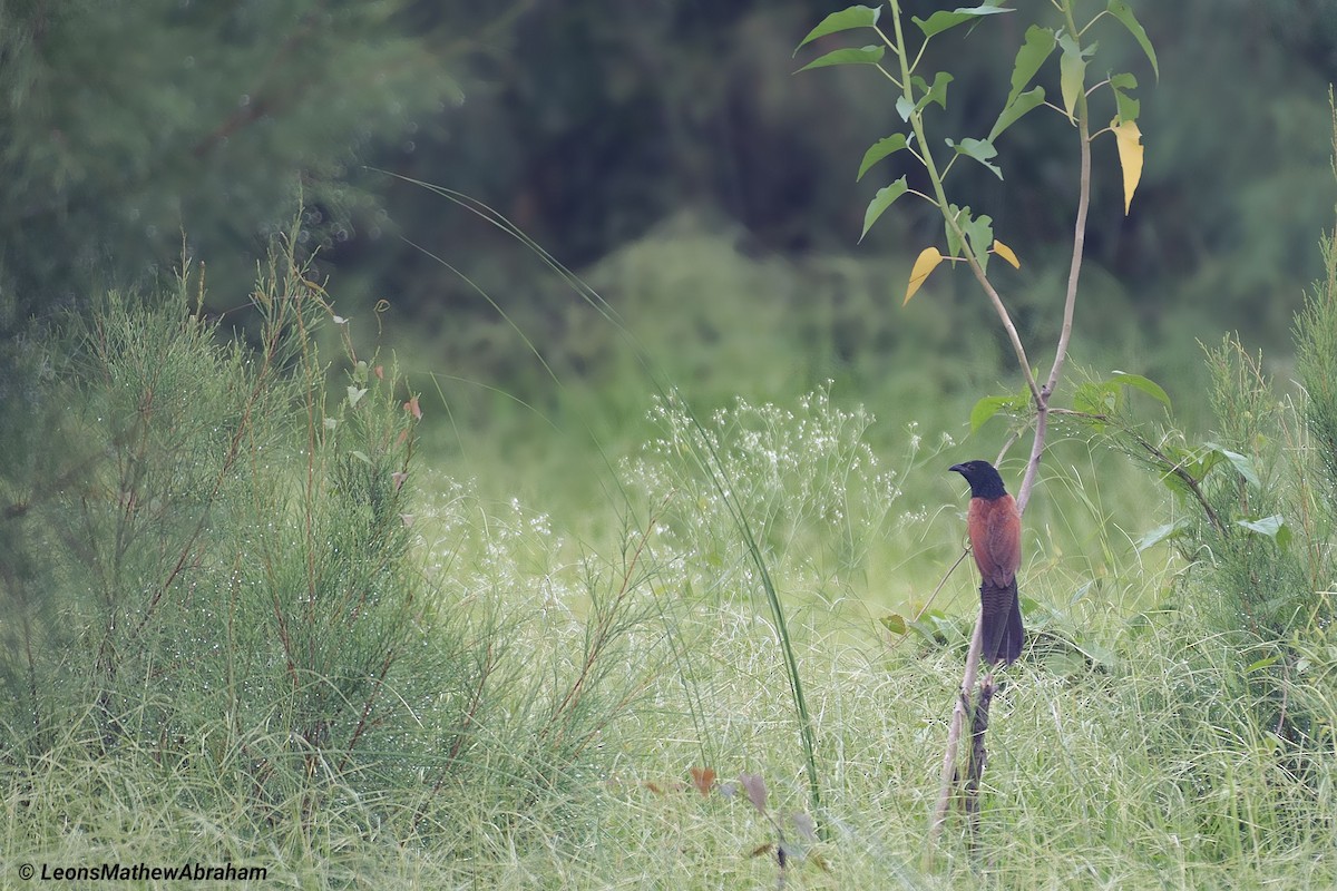 Lesser Coucal - ML346768131