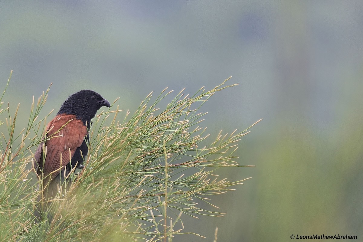 Lesser Coucal - Leons Mathew Abraham