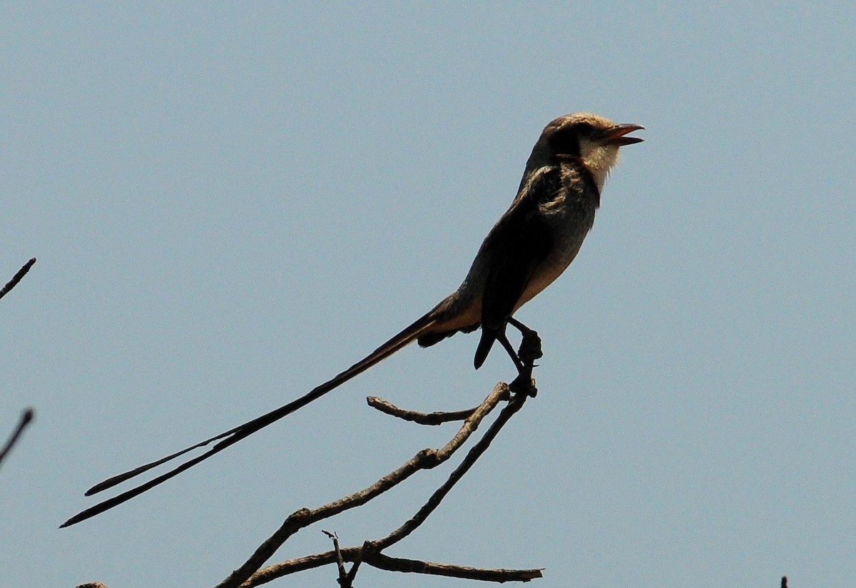 Streamer-tailed Tyrant - ML34676851