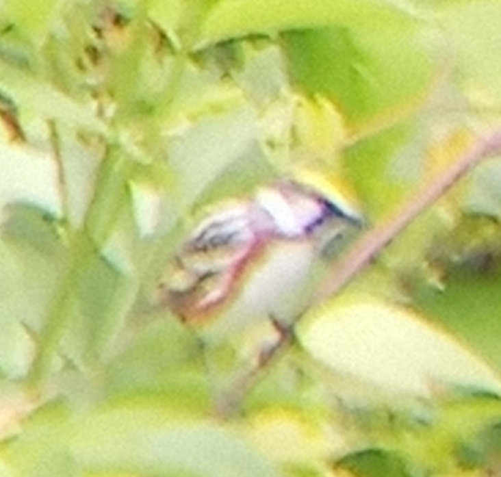 Chestnut-sided Warbler - ML346768851