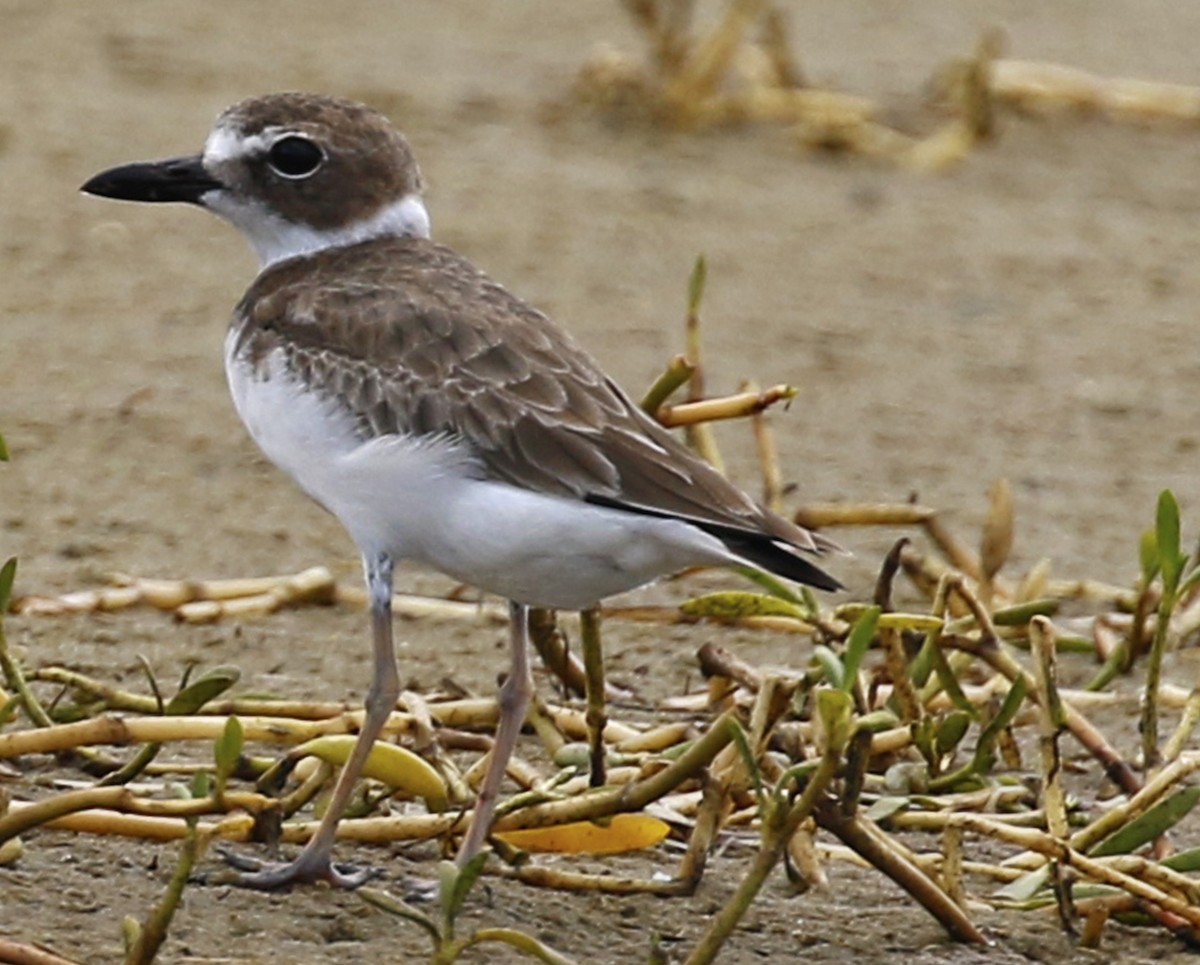 Wilson's Plover - olivia graves