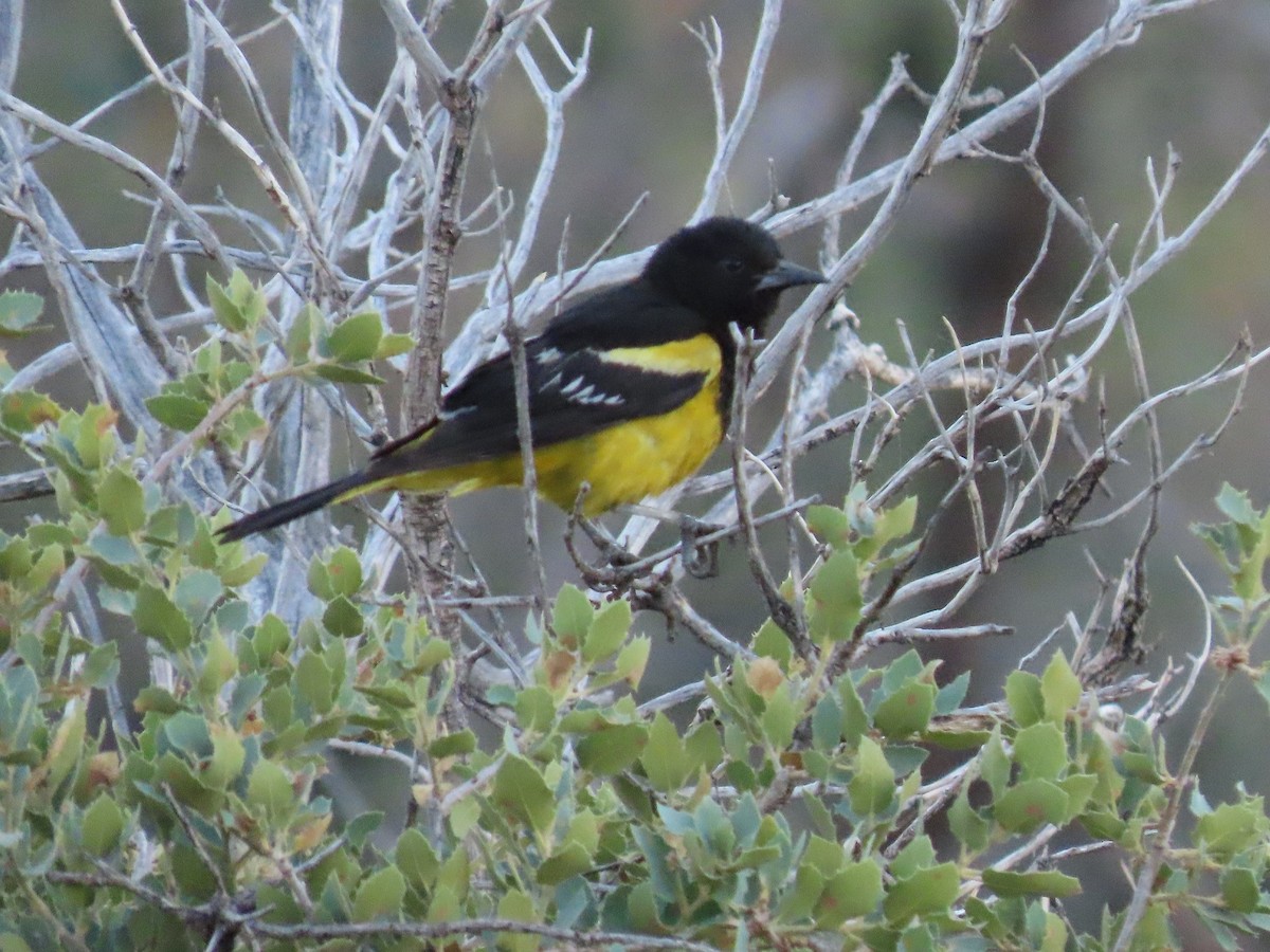 Scott's Oriole - ML346770411